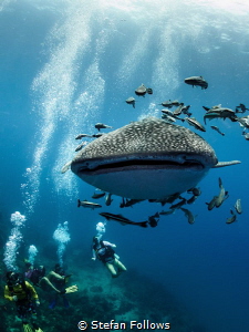 Don't look back ... ! Whale Shark - Rhincodon typus. Sail... by Stefan Follows 